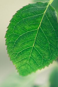 Preview wallpaper leaf, background, green, macro