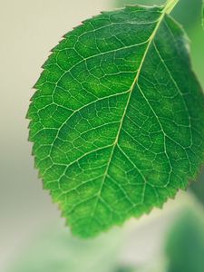 Preview wallpaper leaf, background, green, macro