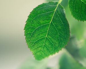 Preview wallpaper leaf, background, green, macro