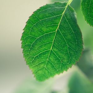 Preview wallpaper leaf, background, green, macro