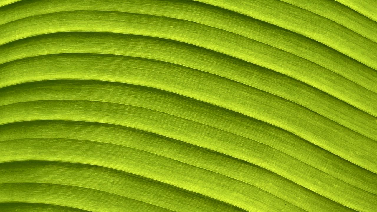 Wallpaper leaf, banana, green, macro, relief