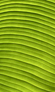 Preview wallpaper leaf, banana, green, macro, relief