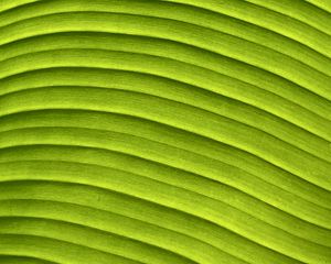 Preview wallpaper leaf, banana, green, macro, relief