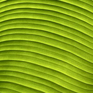 Preview wallpaper leaf, banana, green, macro, relief
