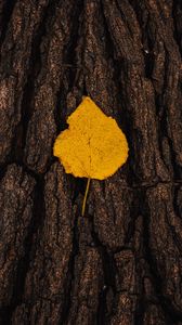 Preview wallpaper leaf, bark, macro, yellow