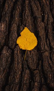 Preview wallpaper leaf, bark, macro, yellow