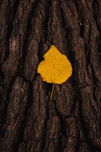Preview wallpaper leaf, bark, macro, yellow