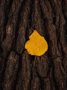 Preview wallpaper leaf, bark, macro, yellow