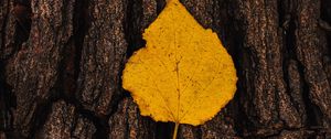 Preview wallpaper leaf, bark, macro, yellow