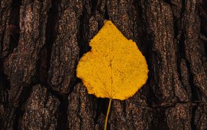 Preview wallpaper leaf, bark, macro, yellow