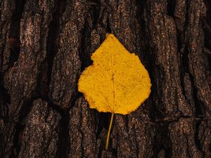 Preview wallpaper leaf, bark, macro, yellow