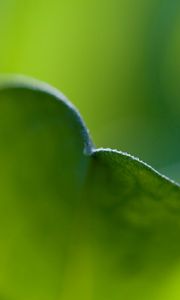 Preview wallpaper leaf, bend, grass, plant