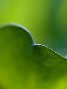 Preview wallpaper leaf, bend, grass, plant