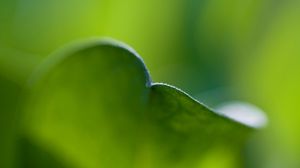 Preview wallpaper leaf, bend, grass, plant