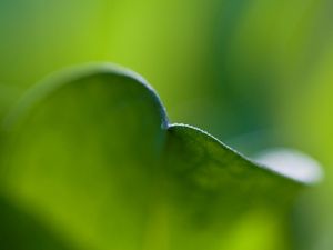 Preview wallpaper leaf, bend, grass, plant