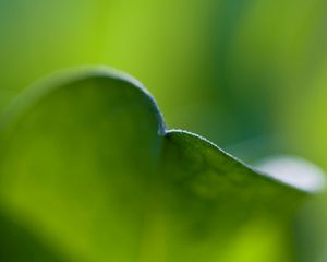 Preview wallpaper leaf, bend, grass, plant