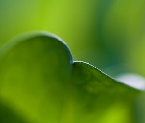 Preview wallpaper leaf, bend, grass, plant