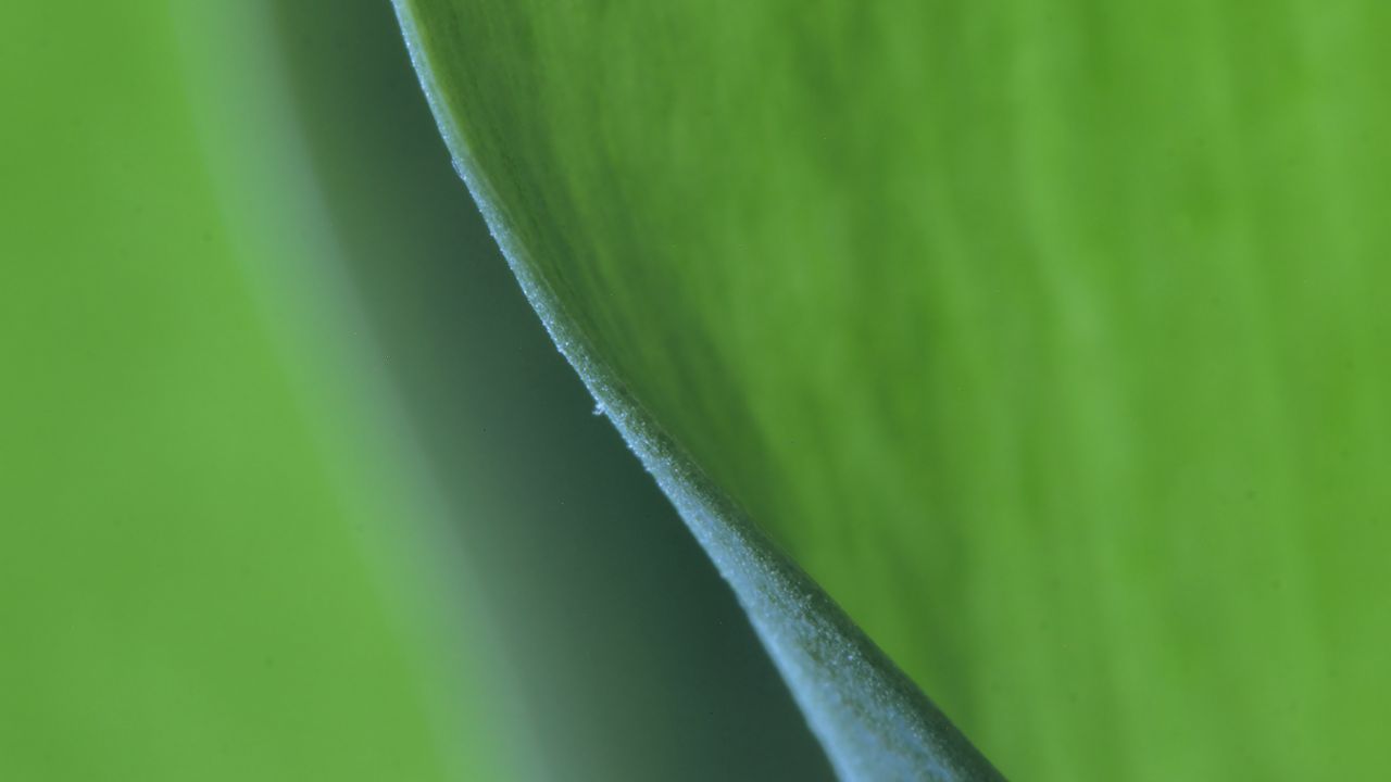 Wallpaper leaf, bend, macro, green