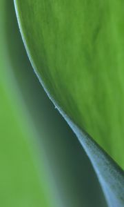 Preview wallpaper leaf, bend, macro, green