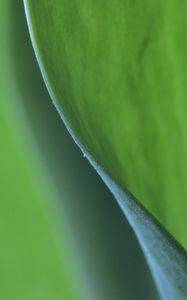 Preview wallpaper leaf, bend, macro, green