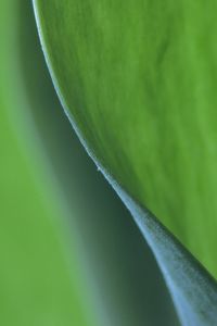 Preview wallpaper leaf, bend, macro, green