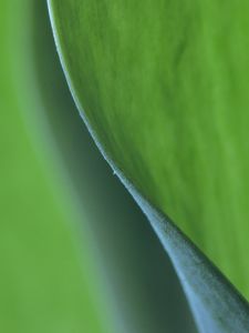 Preview wallpaper leaf, bend, macro, green