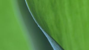 Preview wallpaper leaf, bend, macro, green