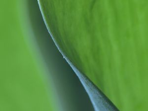 Preview wallpaper leaf, bend, macro, green