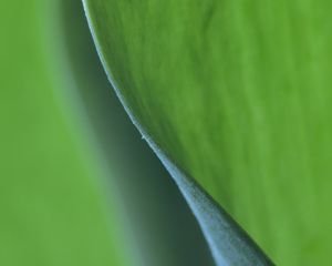 Preview wallpaper leaf, bend, macro, green