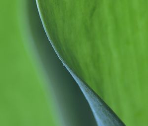 Preview wallpaper leaf, bend, macro, green