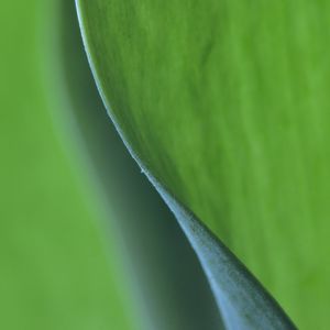 Preview wallpaper leaf, bend, macro, green