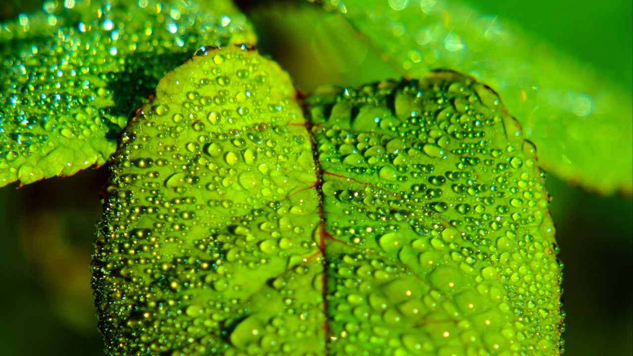 Wallpaper leaf, blur, drops, macro, green