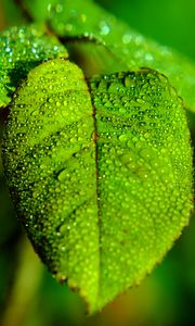 Preview wallpaper leaf, blur, drops, macro, green