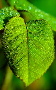 Preview wallpaper leaf, blur, drops, macro, green