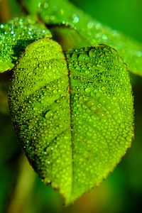 Preview wallpaper leaf, blur, drops, macro, green