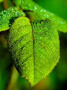 Preview wallpaper leaf, blur, drops, macro, green