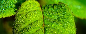 Preview wallpaper leaf, blur, drops, macro, green