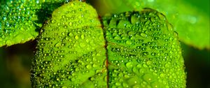 Preview wallpaper leaf, blur, drops, macro, green
