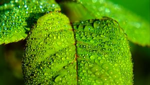 Preview wallpaper leaf, blur, drops, macro, green