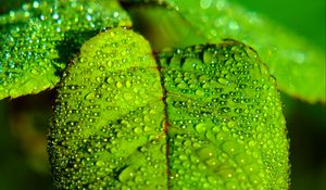 Preview wallpaper leaf, blur, drops, macro, green