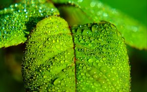Preview wallpaper leaf, blur, drops, macro, green