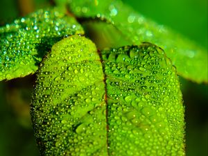 Preview wallpaper leaf, blur, drops, macro, green