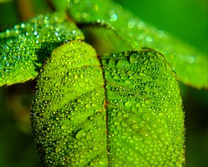 Preview wallpaper leaf, blur, drops, macro, green