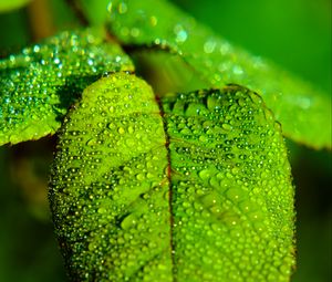 Preview wallpaper leaf, blur, drops, macro, green