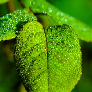 Preview wallpaper leaf, blur, drops, macro, green