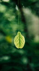 Preview wallpaper leaf, blur, macro, green