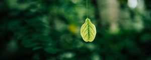 Preview wallpaper leaf, blur, macro, green