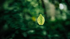 Preview wallpaper leaf, blur, macro, green