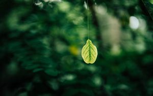 Preview wallpaper leaf, blur, macro, green