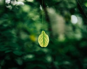 Preview wallpaper leaf, blur, macro, green